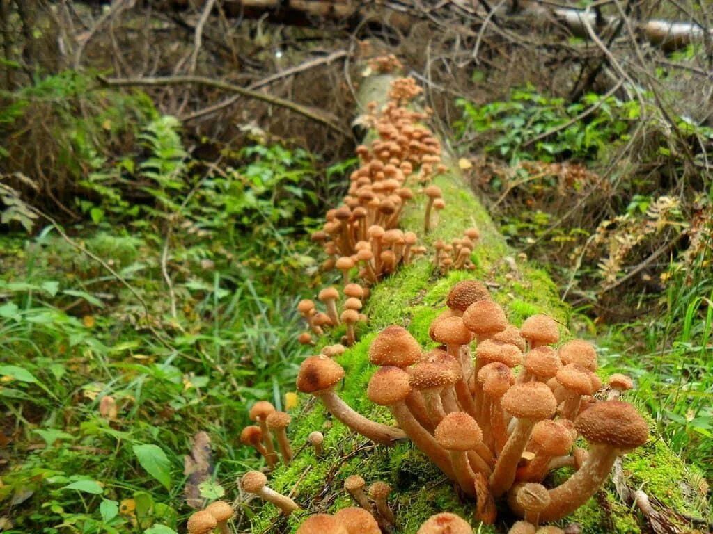 Гиб гибы. Опята осенние полевые. Пеньковые опята. Грибница Armillaria ostoyae. Грибы в лесу опята.