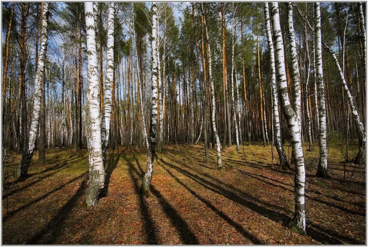 Лес весной. Птицы в весеннем лесу. Птицы в весеннем лесу. Лиственный лес весной. Доброе утро с весенним лесом.