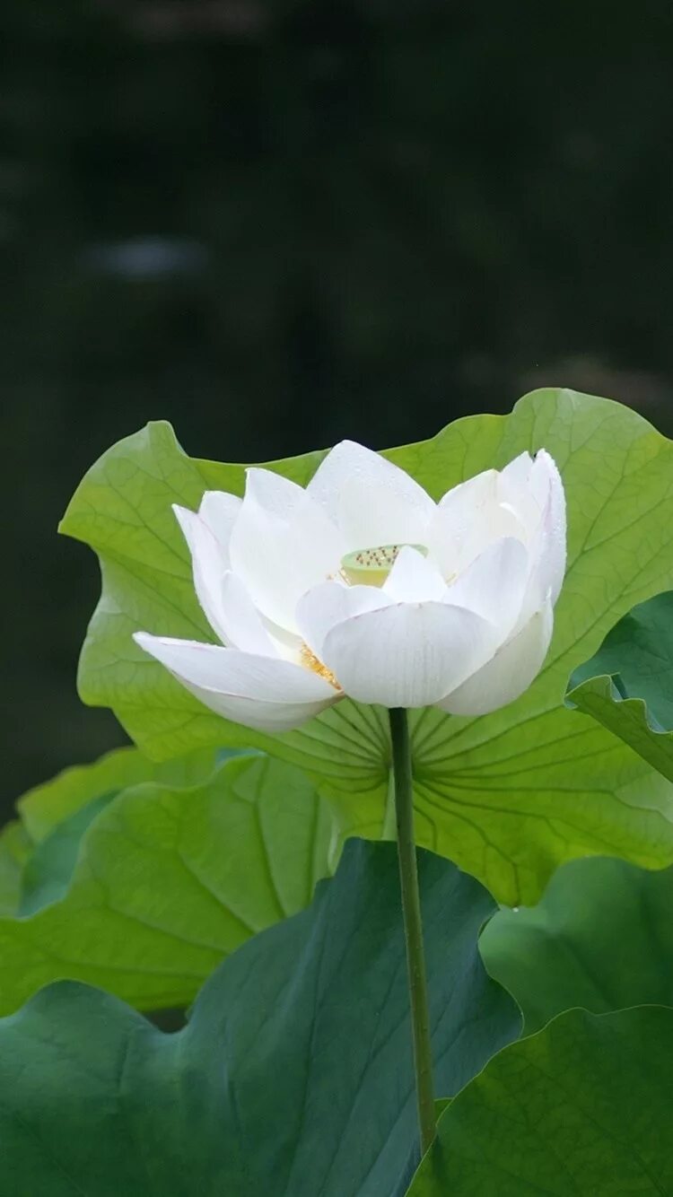 Белый лотос телефон. Белый лотос nymphaea lotus. белый лотос / the white lotus. лотус цветок белый. лотос орехоносный.