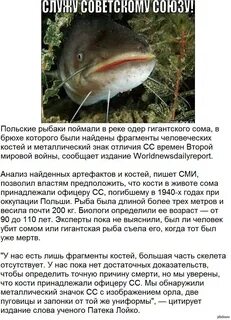 Форма тела сома