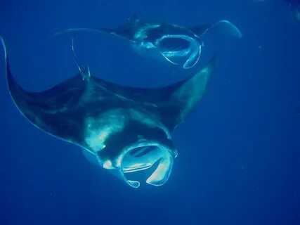 Manta