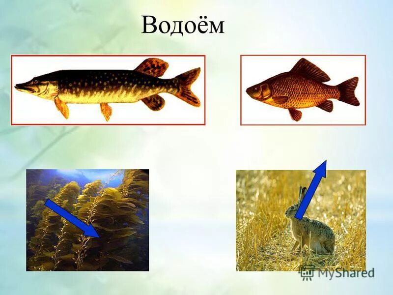 Цепь питания водоема 3 класс окружающий мир. Цепь питания пресного водоема. Цепи питания в водоеме 3 класс. Цепь питания водоема 3 класс окружающий мир. Цепи питания в водоеме.