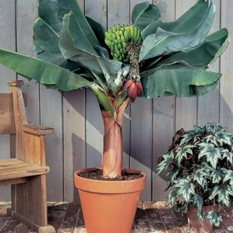 киевский карликовый банан. карлик банан. банан кавендиш суперкарлик. банан кавендиш карликовый. карлик банан.