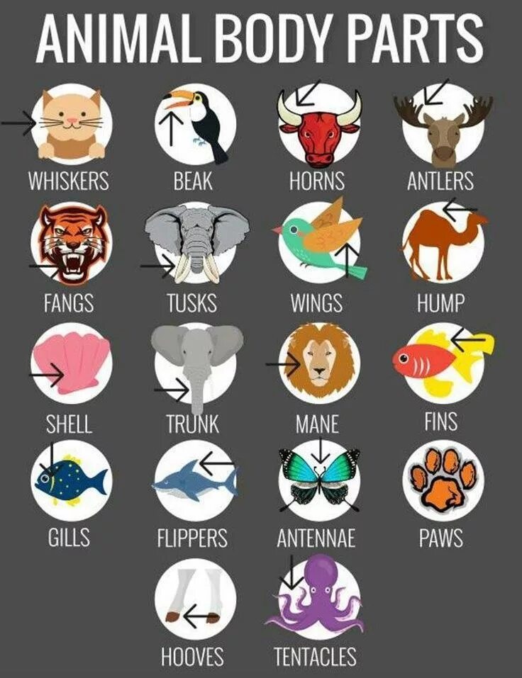 Animal body parts for kids. Part of animal's body 3 класс. Animals parts of body exercises. Animals and their parts of the body. Animal body parts for kids.