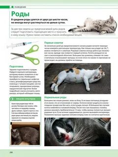Как узнать что кошке скоро рожать