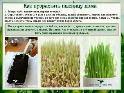 Как быстрее прорастить