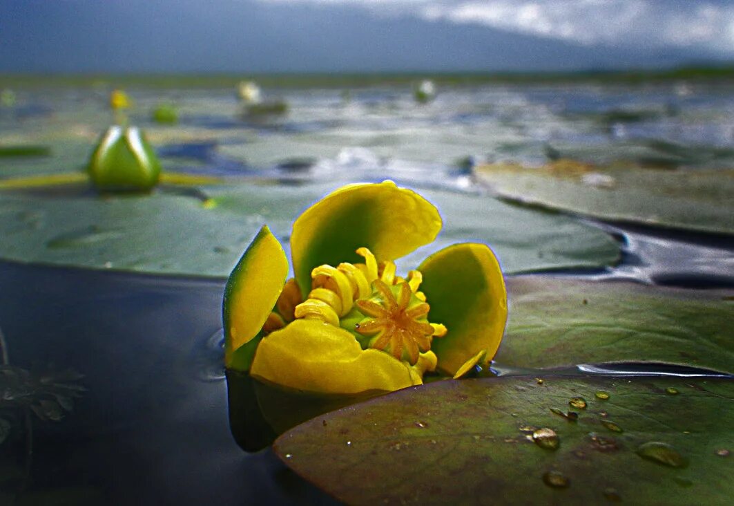 Кубышка жёлтая. Кубышка (Nuphar). Кубышка малая Nuphar pumila. Кувшинка желтая кубышка. Кубышка уфа