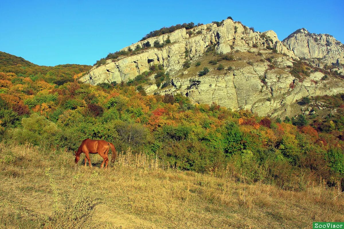 Обитатели крыма. Фауна горного Крыма. Демерджи Алушта лучистое. Крымские горы животные. Конь на горе Демерджи в Крыму.