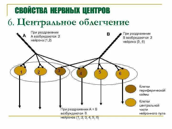 Центральное облегчение физиология. Окклюзия и облегчение физиология. Принцип пространственного облегчения физиология. Окклюзия физиология цнс. Окклюзия и облегчение физиология.