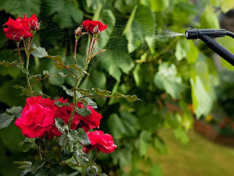Сколько раз поливать розу. Полив роз. Удобряем розы в июне. Условия для пышного цветения роз в саду.