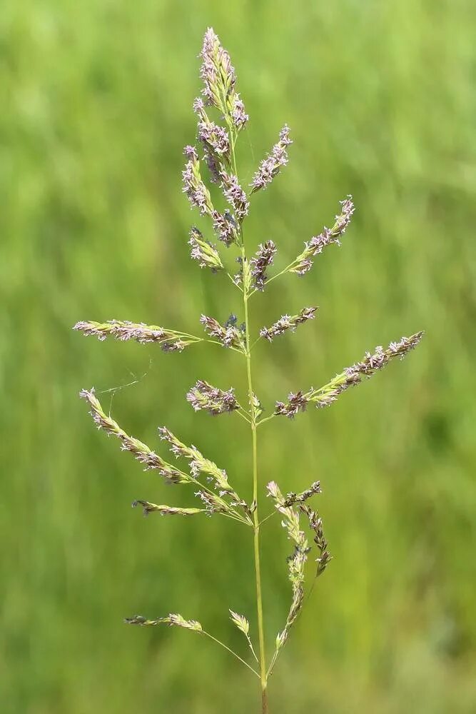 Трава мятлик луговой. Мятлик Луговой (POA pratensis). Мятлик Луговой (POA praténsis). Мятлик Луговой (poupratensis). Мятлик Луговой (РОА pratensis.