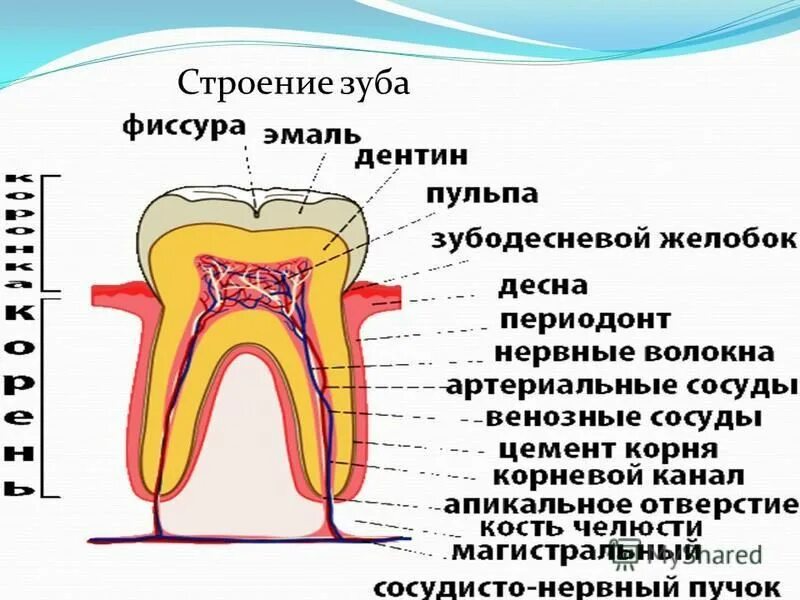 Строение зуба 7. Строение зуба 7