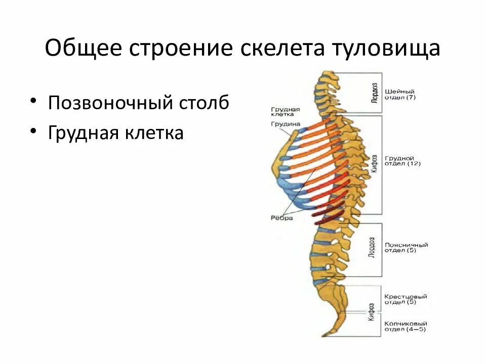 Кости туловища. Скелет туловища Позвоночный столб грудная клетка анатомия. Скелет туловища Позвоночный столб, строение позвонков. Кости составляющие скелет туловища. Скелет туловища человека позвоночник грудная клетка.