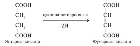 Глицин и янтарная кислота
