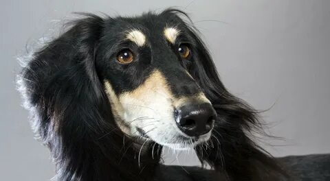 Pilot saluki