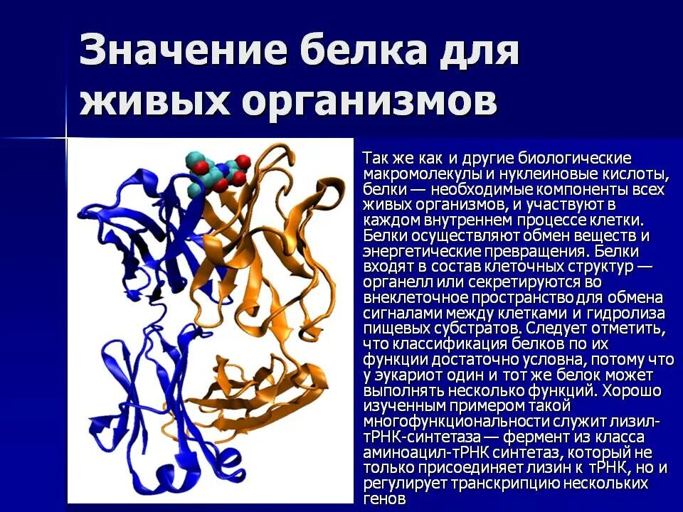 Состав и значение белков. Значение белков для живых организмов. Значение белка в живых организмах. Роль белков в живом организме. Важность белков для живого организма.