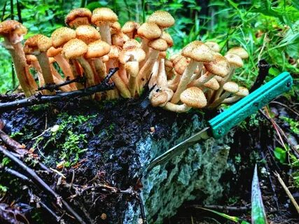К чему снится собирать грибы опята