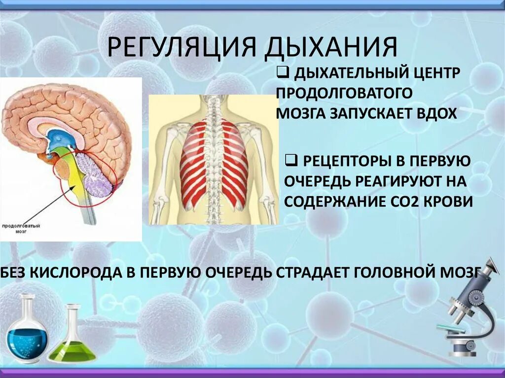 Центр произвольных дыхательных движений. Регуляция дыхания. Дыхательный нервный центр. Регуляция дыхательной системы. Регуляция дыхания центр дыхания.