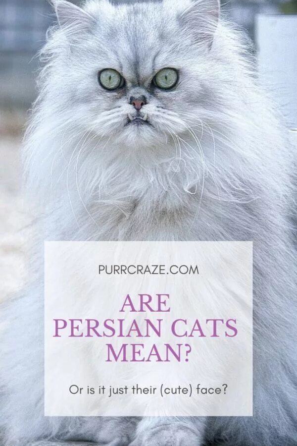 Cat meaning. Peke-face Persian Cat.