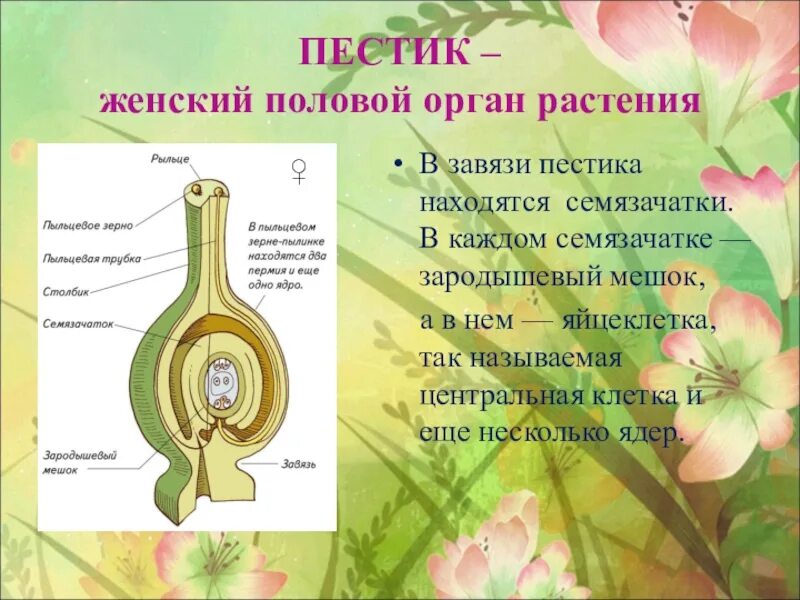 Завязь покрытосеменных