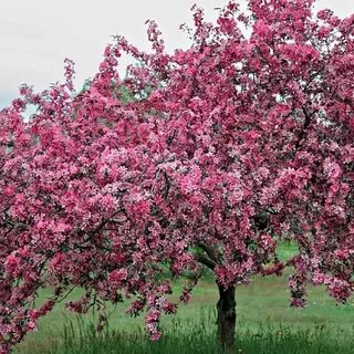 Яблоня с красными листьями название