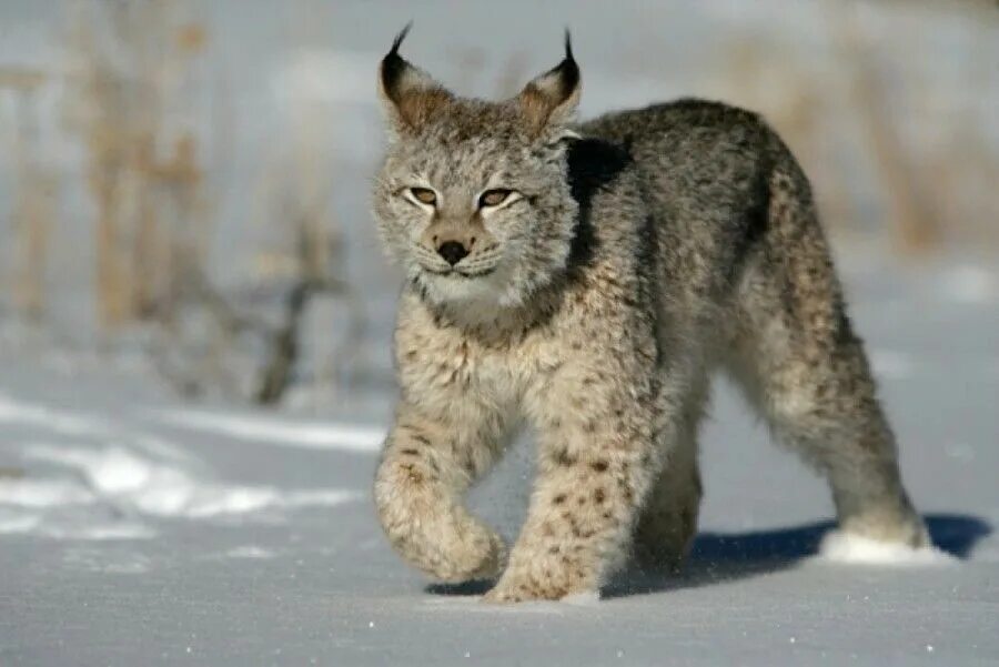 Рысь обыкновенная Lynx Lynx Linnaeus, 1758. Якутская Рысь. Сибирская Рысь. Восточно Сибирская Рысь. Рысь новосибирск