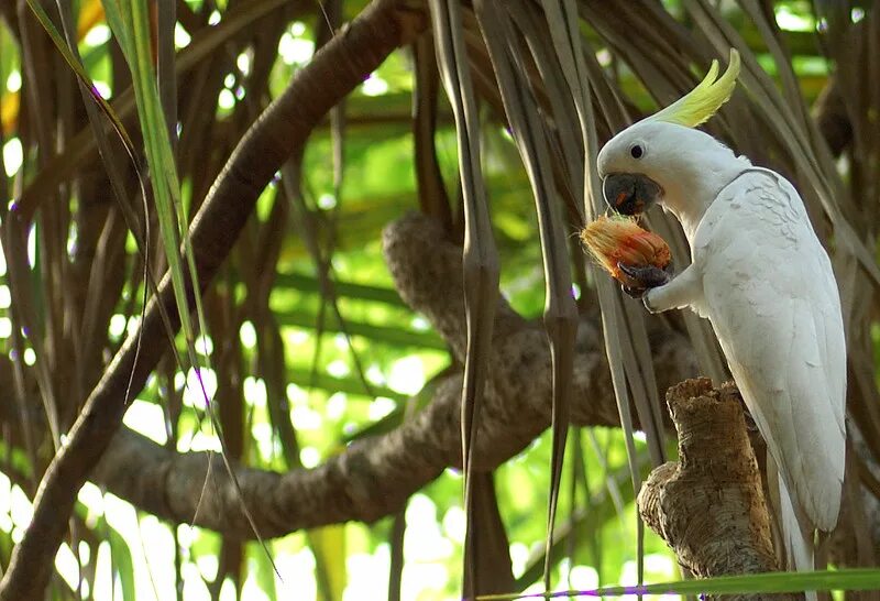 Какаду несклоняемое. Малый желтохохлый какаду – cacatua sulphurea. африканский какаду. земляной какаду. шлемоносный какаду.