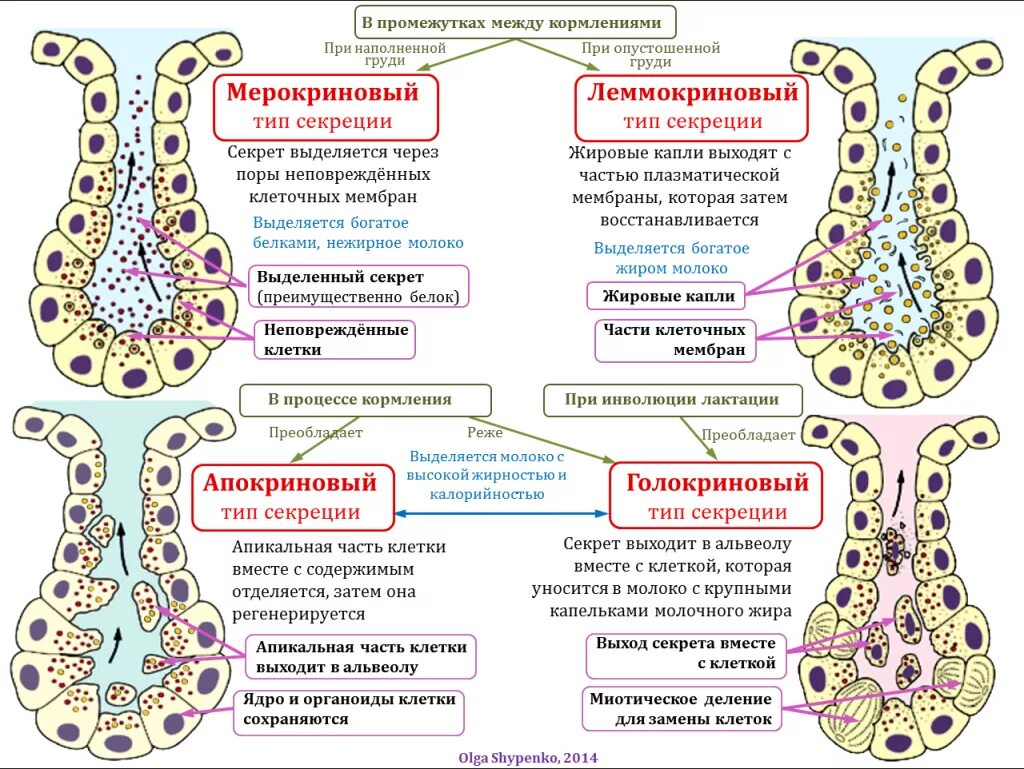 Тип секреции молочной железы апокриновый. Голокриновый тип секреции схема. Мерокриновый апокриновый голокриновый тип секреции. Тип секреции молочных желез голокриновые. В молочной железе тип секреции.
