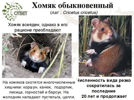 Какой тип питания характерен для золотистого хомячка