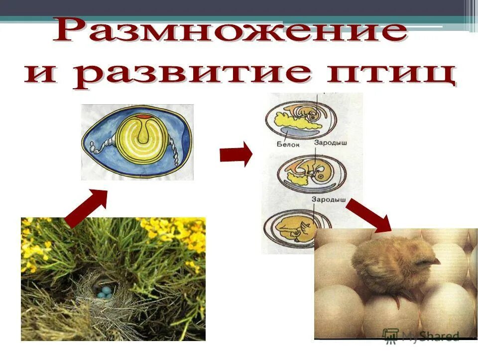 размножение и развитие птиц строение яйца. бесполое размножение птиц. схема размножения птиц 7 класс биология. бесполое размножение птиц. размножение это в биологии кратко.