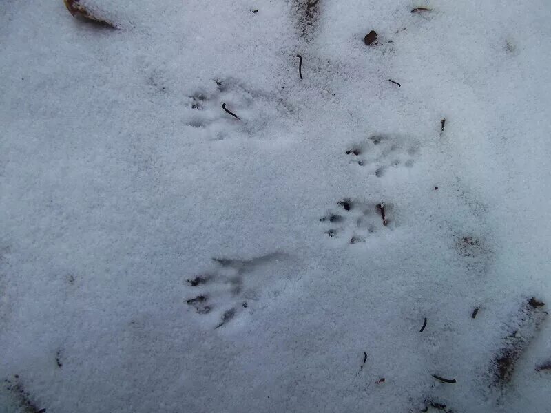следы белки на снегу. следы белки на снегу зимой. следы на снегу. зимние следы белки. следы ежика.