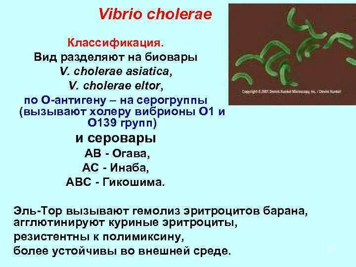 Известно что холерный вибрион вид подвижных. Серотипы холерный вибрион микробиология. Классификация вибрионов микробиология. Vibrio cholerae микробиология. Классификация холерного вибриона.