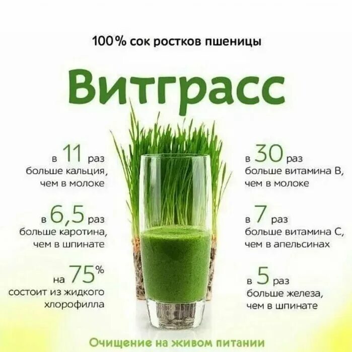 Витграсс что это. Витграсс сок из ростков пшеницы. сок пророщенной пшеницы витграсс состав. витграсс ростки пшеницы. сок из пророщенной пшеницы витграсс.