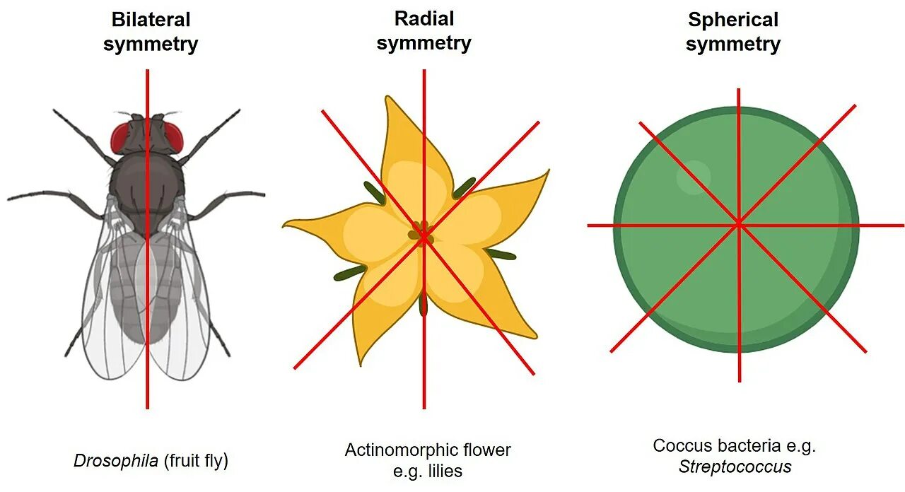 Радиальная симметрия. Билатеральная и радиальная симметрия. Радиальная симметрия это в биологии. Билатеральная симметрия у животных.
