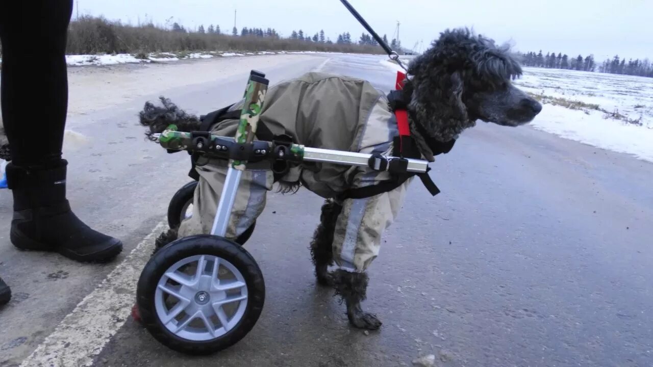 Помочь пуделю