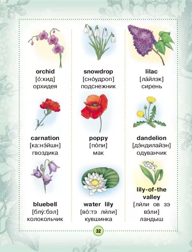 Названия цветов для дошкольников. Цветочные названия на английском языке. Названия цветов на английском растения. Название цветочков на англ.