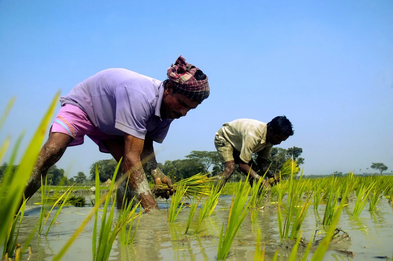 Рисовые поля Бангладеш. Бангладеш сельское хозяйство. Bangladesh рис Rice. Рис плантации Бангладеш. Рис шри ланка