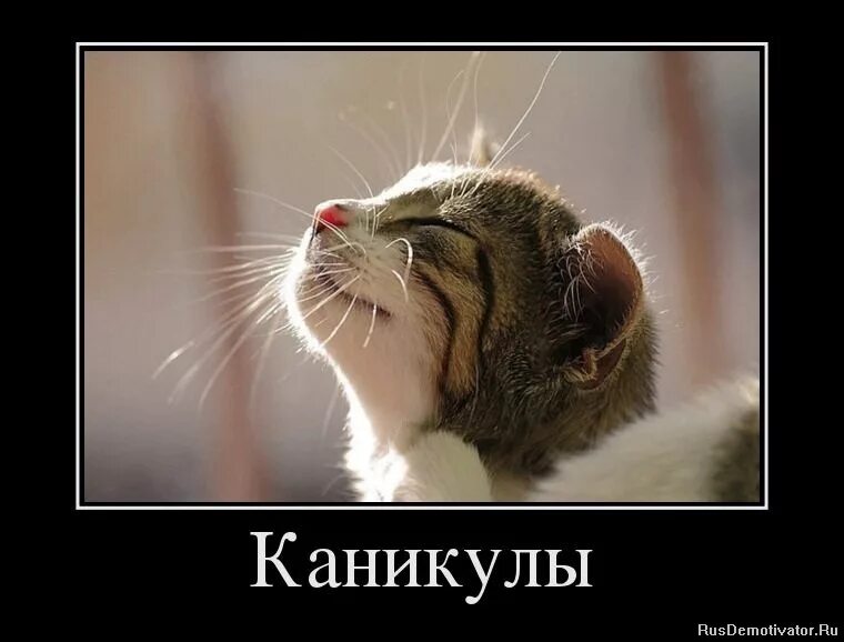 Статус про каникулы. Смешные высказывания про каникулы. Статус про каникулы. Ура каникулы картинки. Поздравление с каникулами.