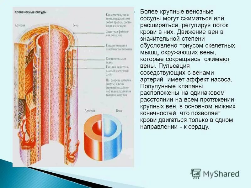 Почему расширяются сосуды