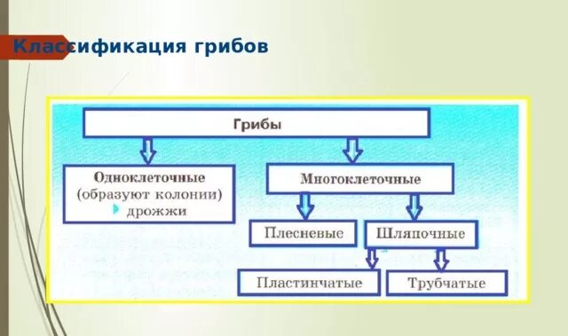 Многоклеточные грибы названия