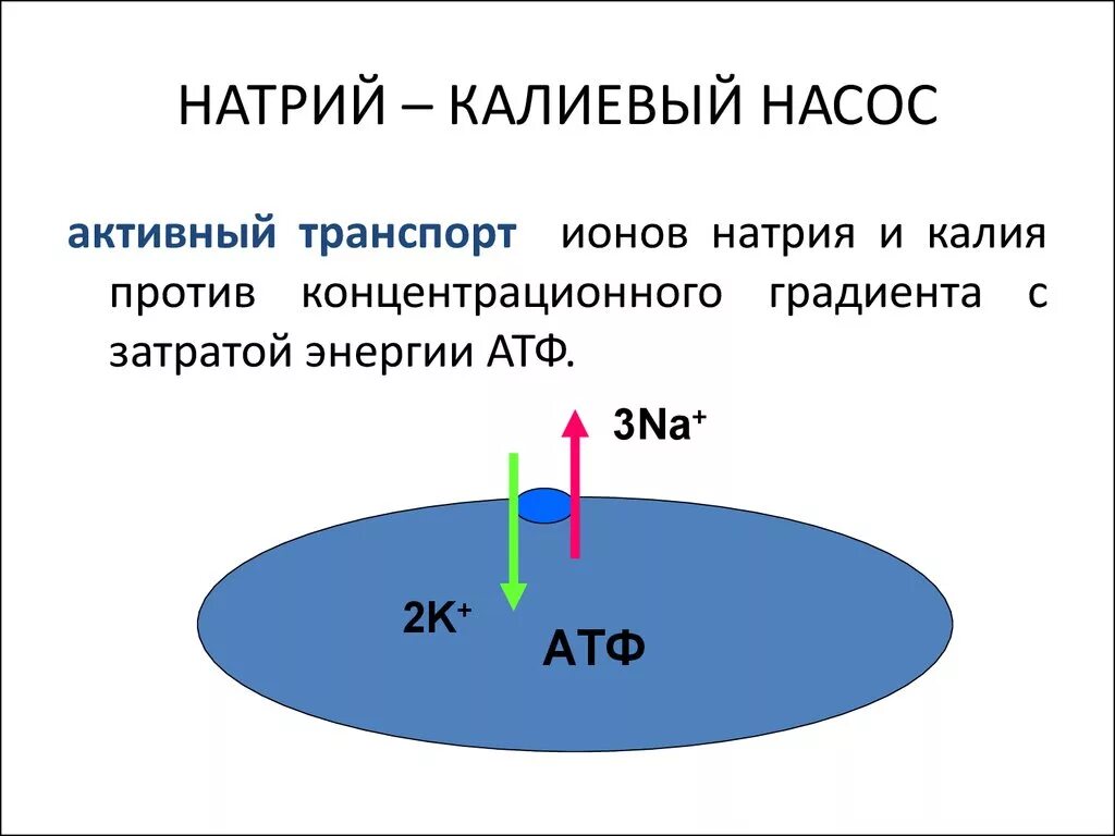 Натрий калиевый насос схема. Функции натрий калиевого насоса.