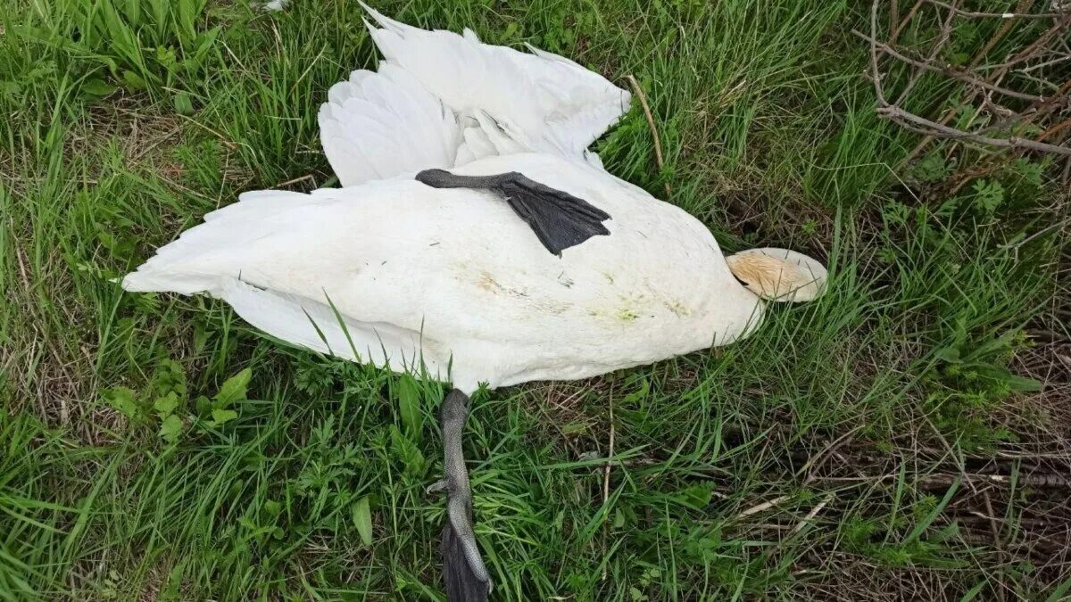 Не убивайте лебедей. Не убивайте лебедей