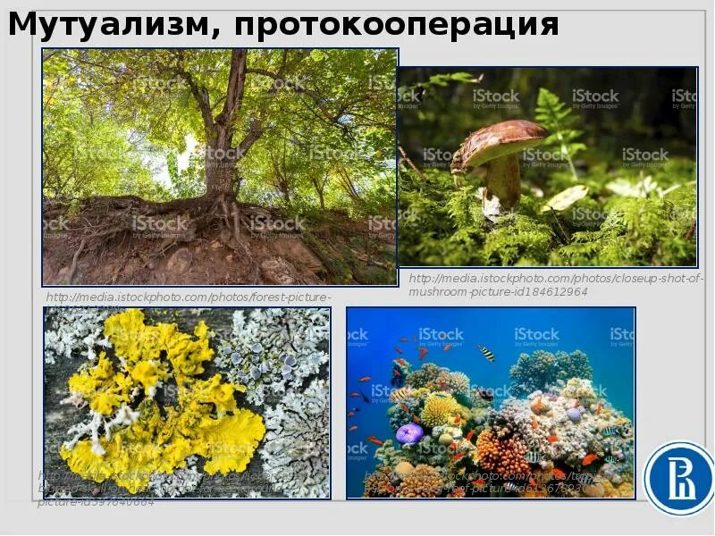 Примерами мутуализма являются. Мутуализм и протокооперация. симбиоз мутуализм протокооперация. примеры мутуализма и протокооперации. мутуализм в агроэкосистеме.