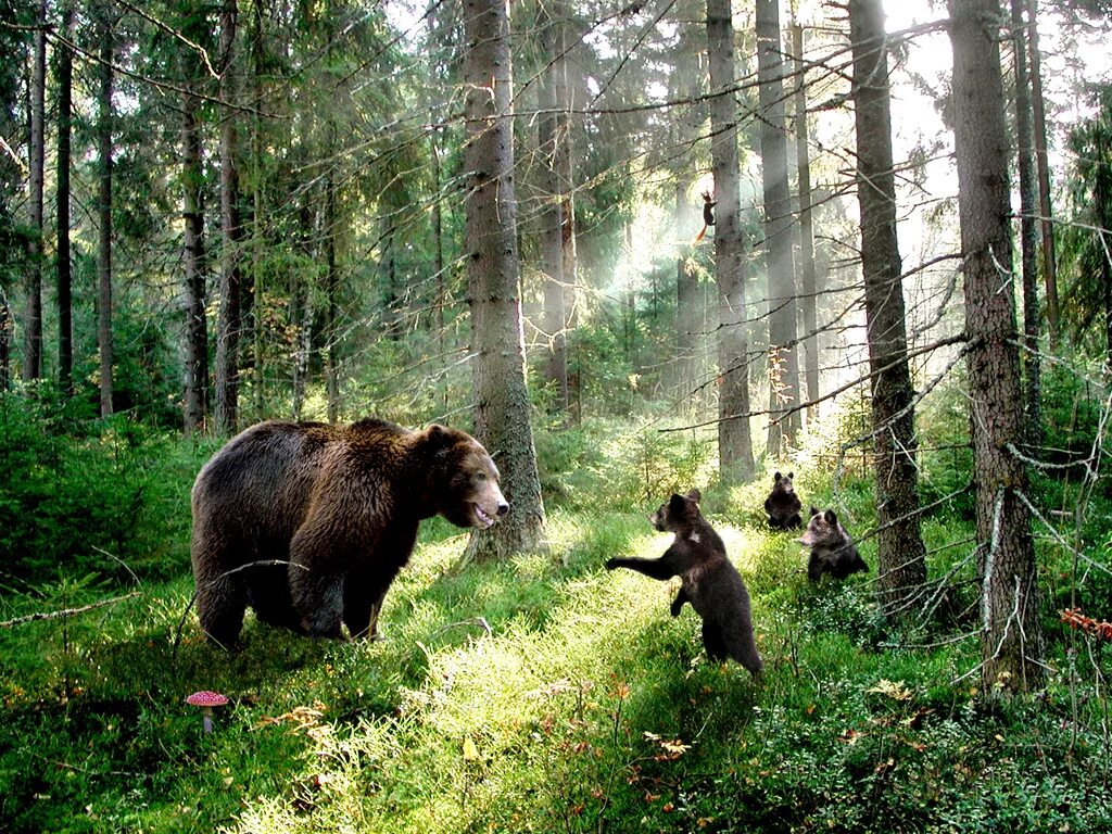 в лесу живет бурый. тяньшанский бурый медведь. в лесу живет бурый. флоридский медведь.