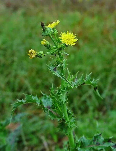 Осот огородный (sonchus oleraceus). Осот желтый полевой. Как выглядит осот. Осот луговой. Осот полевой (sonchus arvensis),.