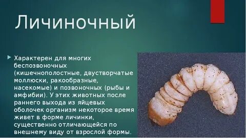Личиночная стадия