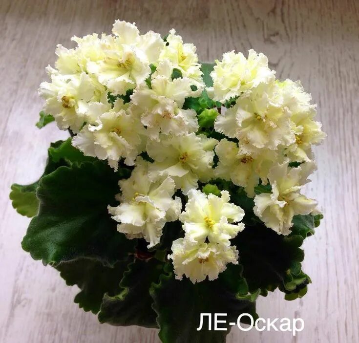 ЛЕ-Оскар (Е.Лебецкая) * Фиалочный Островок. Форум цветоводов и фиалководов