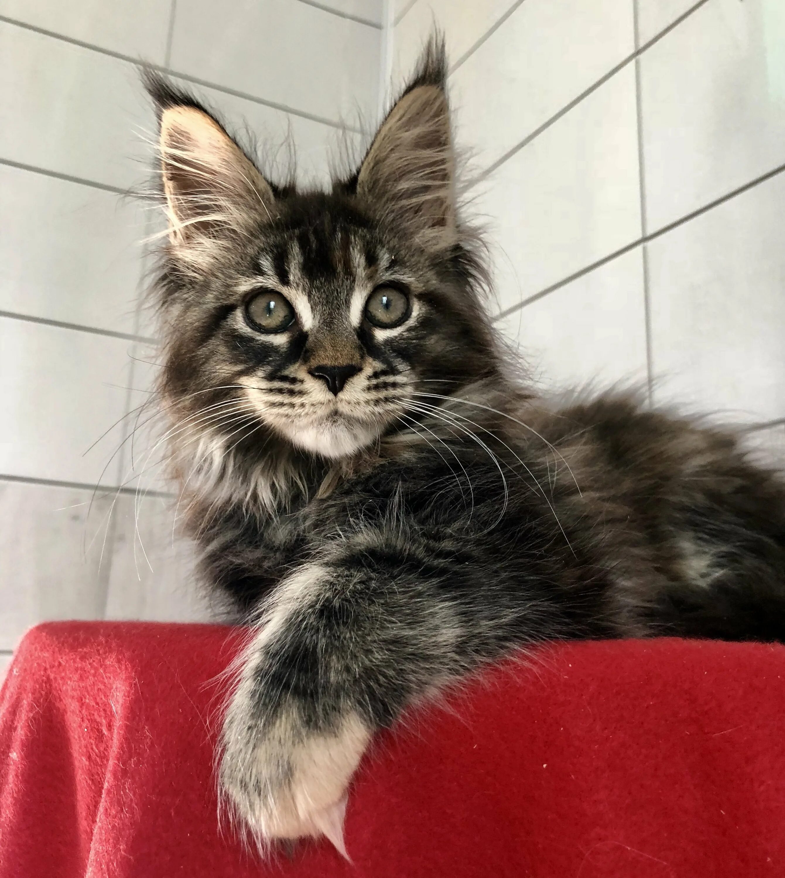 Окрас кота мейн куна. Окрас мейн куна. Мейн-кун. Американский мейн кун. Окрас кота мейн куна.