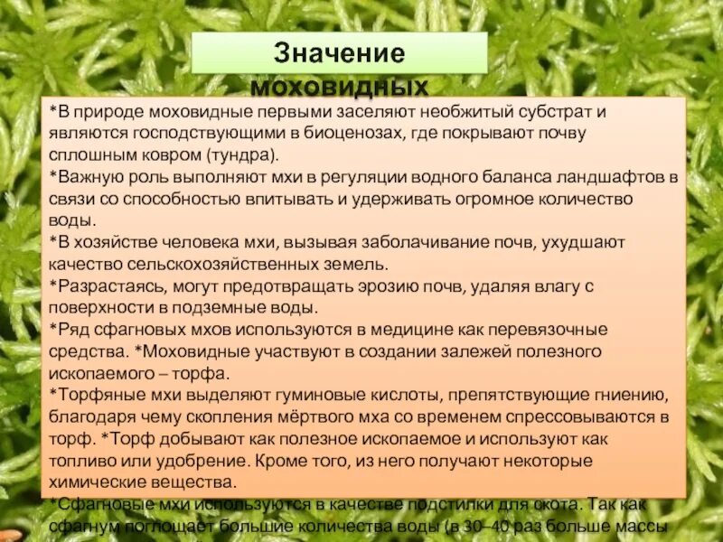 Сообщение значение мхов в природе. Высшие споровые растения отдел моховидные. роль высших растений. роль моховидных в природе. значение споровых растений в природе.