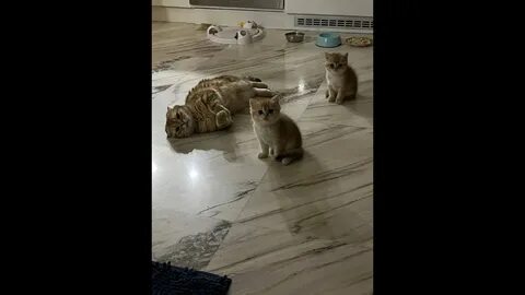 Любе подарили котенка